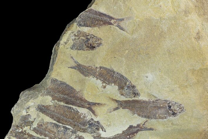 Fossil Fish (Gosiutichthys) Mortality Plate - Lake Gosiute #89992